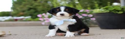 Miniature Australian Shepherd dogs for sale: Frankie - Ad 10
