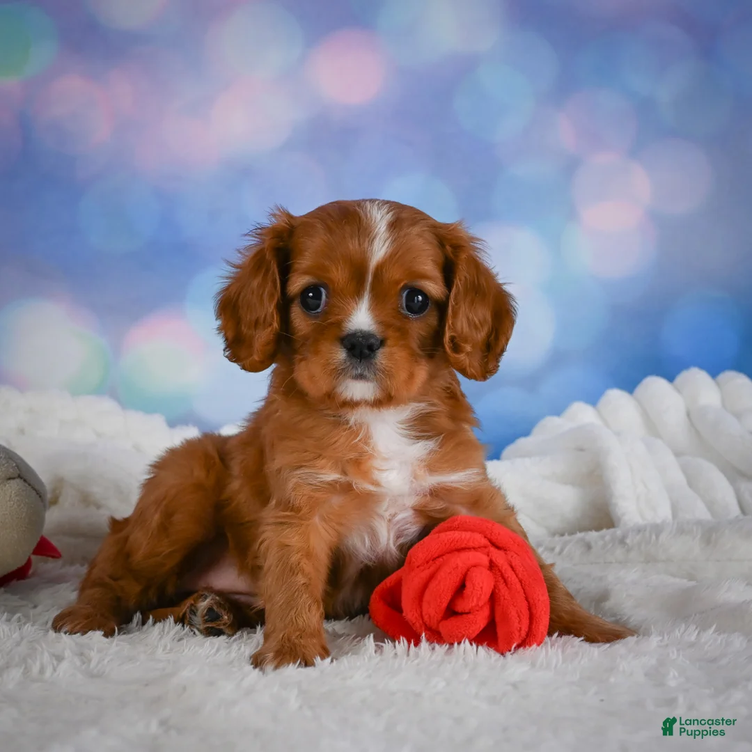 Cavalier King Charles Spaniel dogs for sale: Cabby - Ad 1