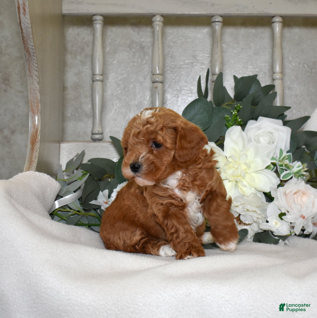 Miniature Poodle dogs for sale: Joey - Ad 4