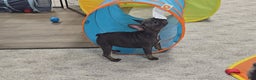 French Bulldog dogs for sale: Reba - Ad 5