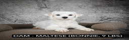 Maltipoo dogs for sale: Cooper - Ad 9