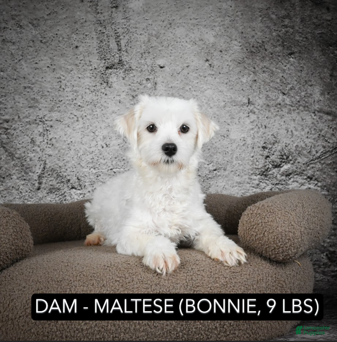 Maltipoo dogs for sale: Cooper - Ad 9