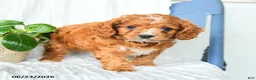 Cavapoo dogs for sale: Ferris - Ad 2