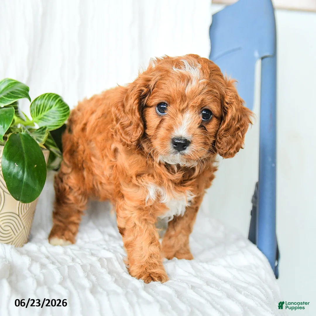 Cavapoo dogs for sale: Ferris - Ad 2