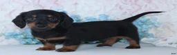 Miniature Dachshund dogs for sale: Hunter - Ad 3