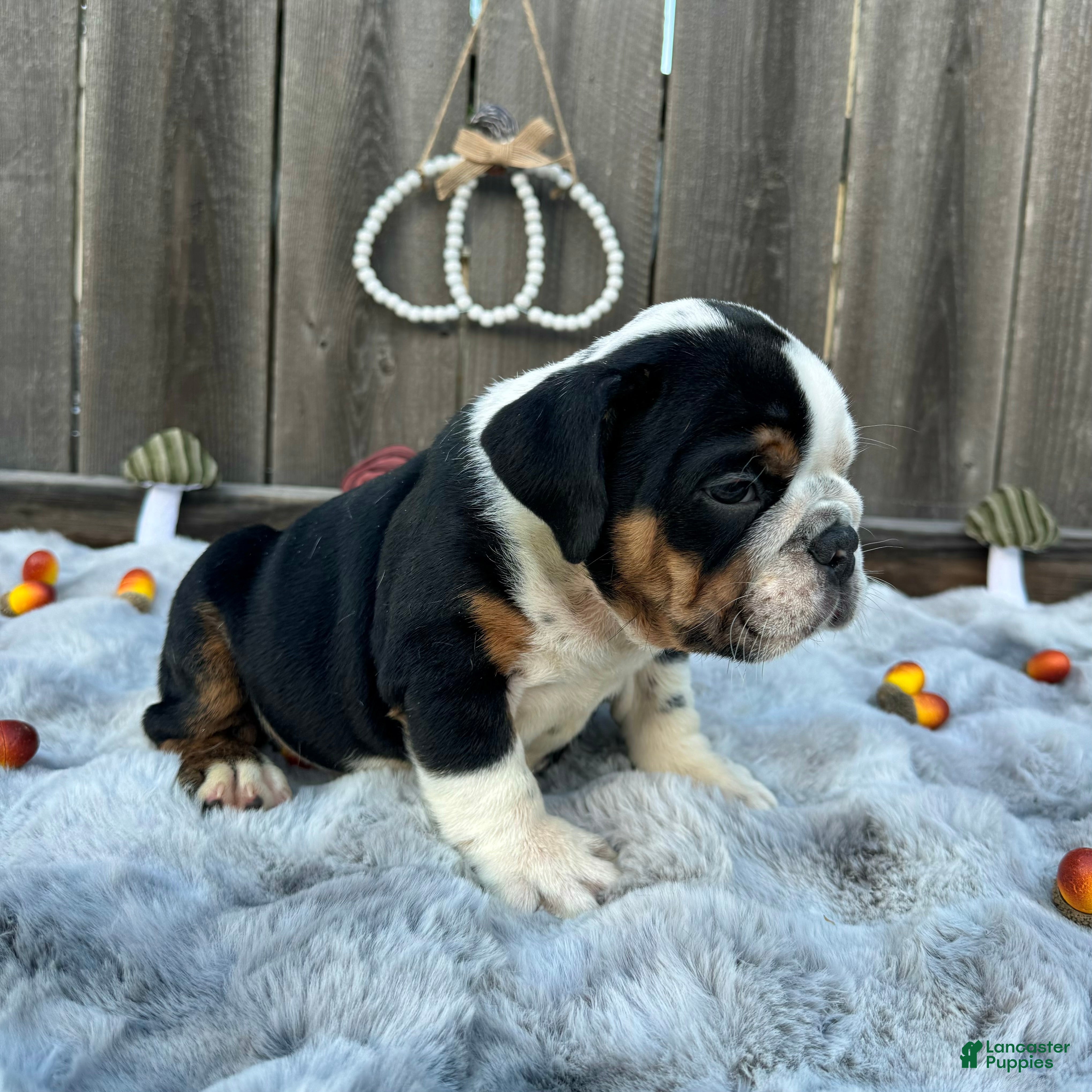 English Bulldog dogs Gordo - Ad 2
