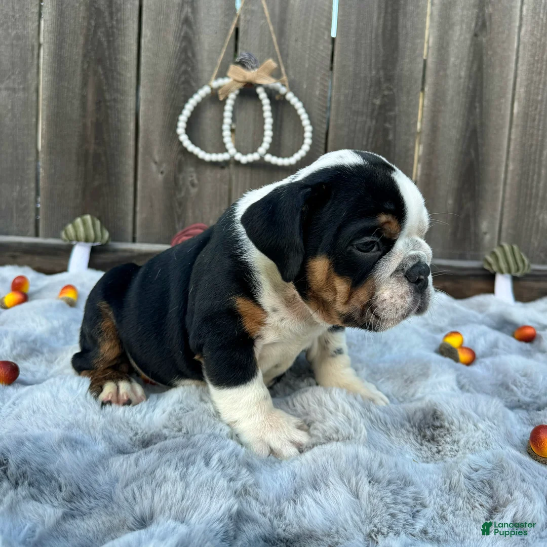 English Bulldog dogs for sale: Gordo - Ad 2