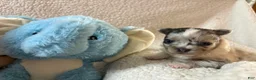 Pomchi dogs for sale: Pomchi 1 - Ad 4