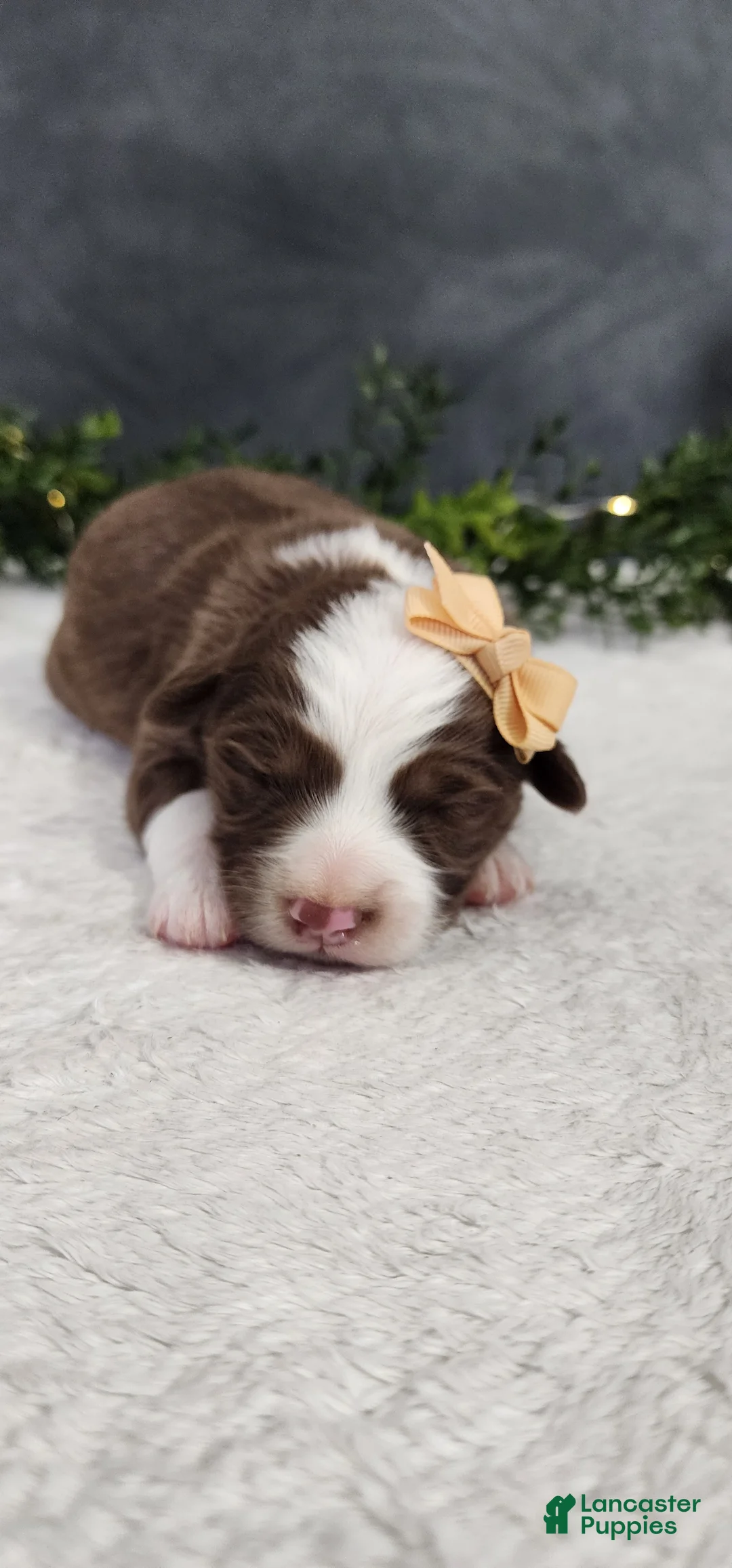 Miniature Australian Shepherd dogs for sale: Kara - Ad 1