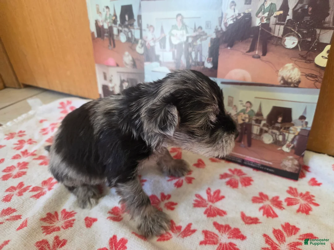Miniature Schnauzer dogs for sale: Mickey - Ad 2
