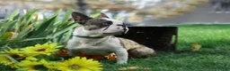 French Bulldog dogs for stud: Nashville Summer Nights “Nash” - Ad 2
