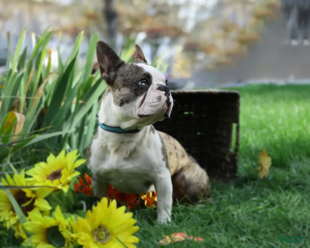 French Bulldog dogs for stud: Nashville Summer Nights “Nash” - Ad 2