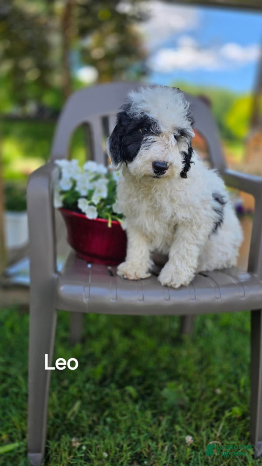 Goldendoodle dogs Leo - Ad 1