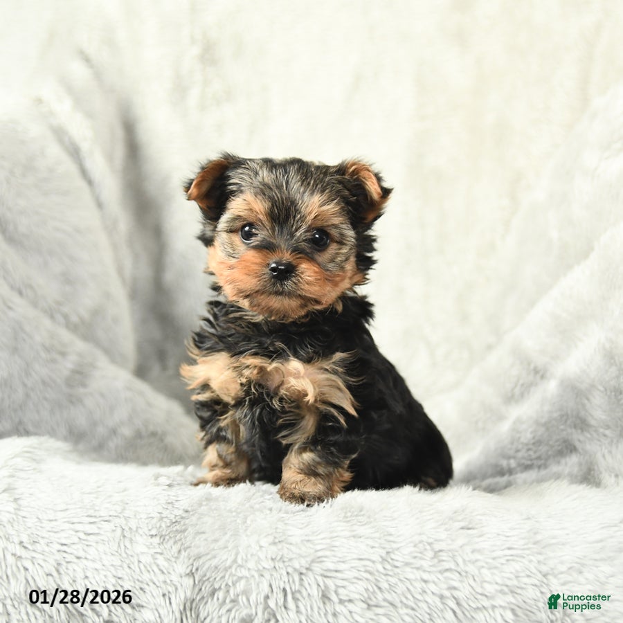 Yorkshire Terrier dogs Pepper - Ad 37