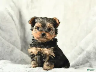 Yorkshire Terrier dogs Pepper - Ad 37