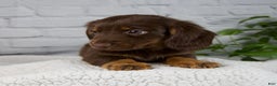 Miniature Dachshund dogs for sale: Drew - Ad 9