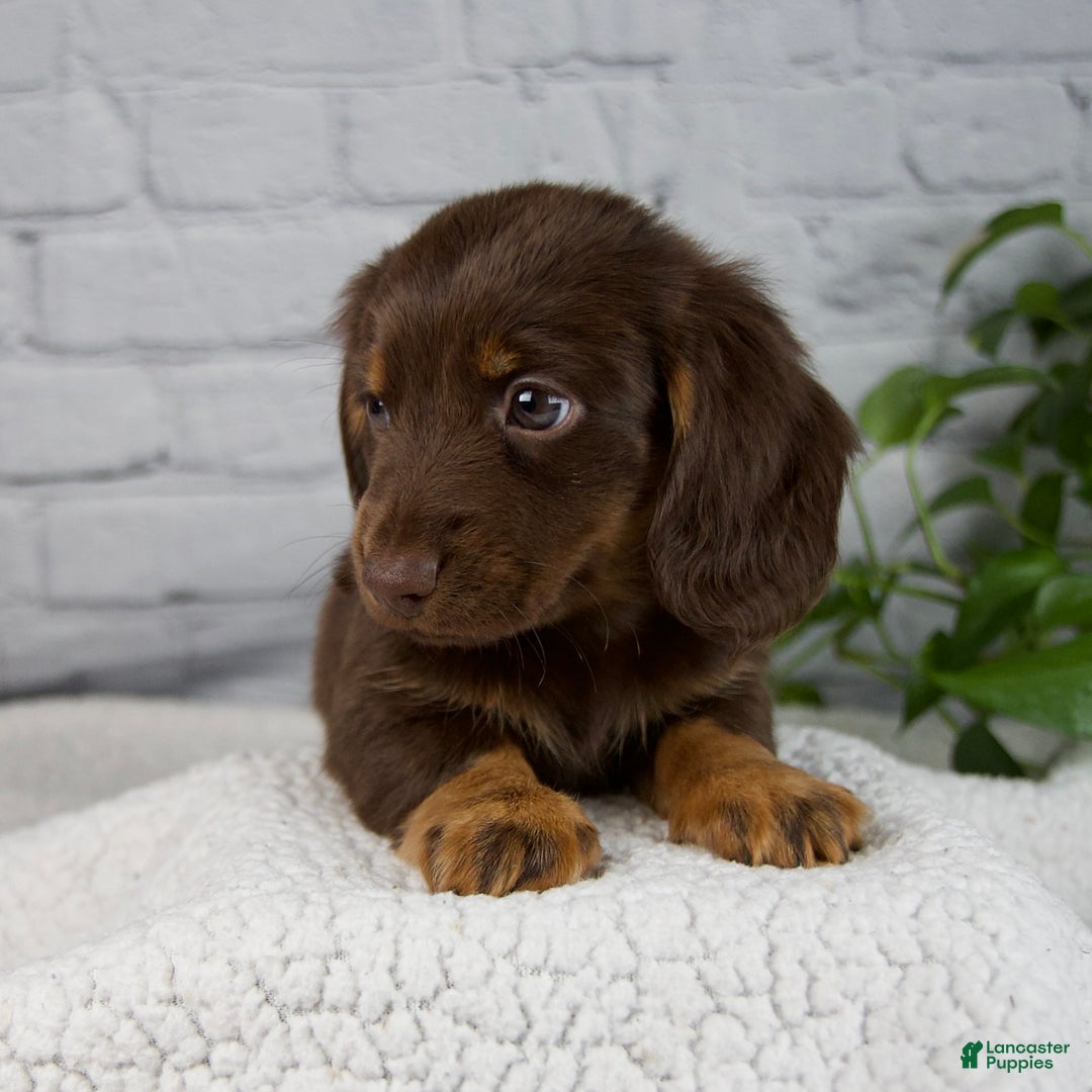 Miniature Dachshund dogs for sale: Drew - Ad 9