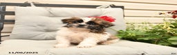 Shih Tzu dogs for sale: Rusty - Ad 5