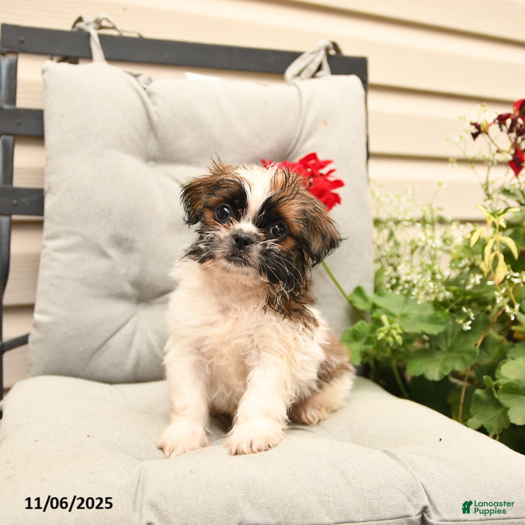 Shih Tzu dogs for sale: Rusty - Ad 5