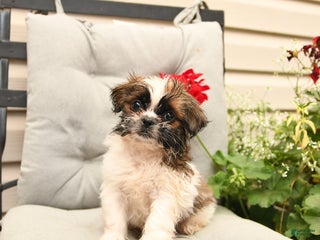 Shih Tzu dogs - Ad 11