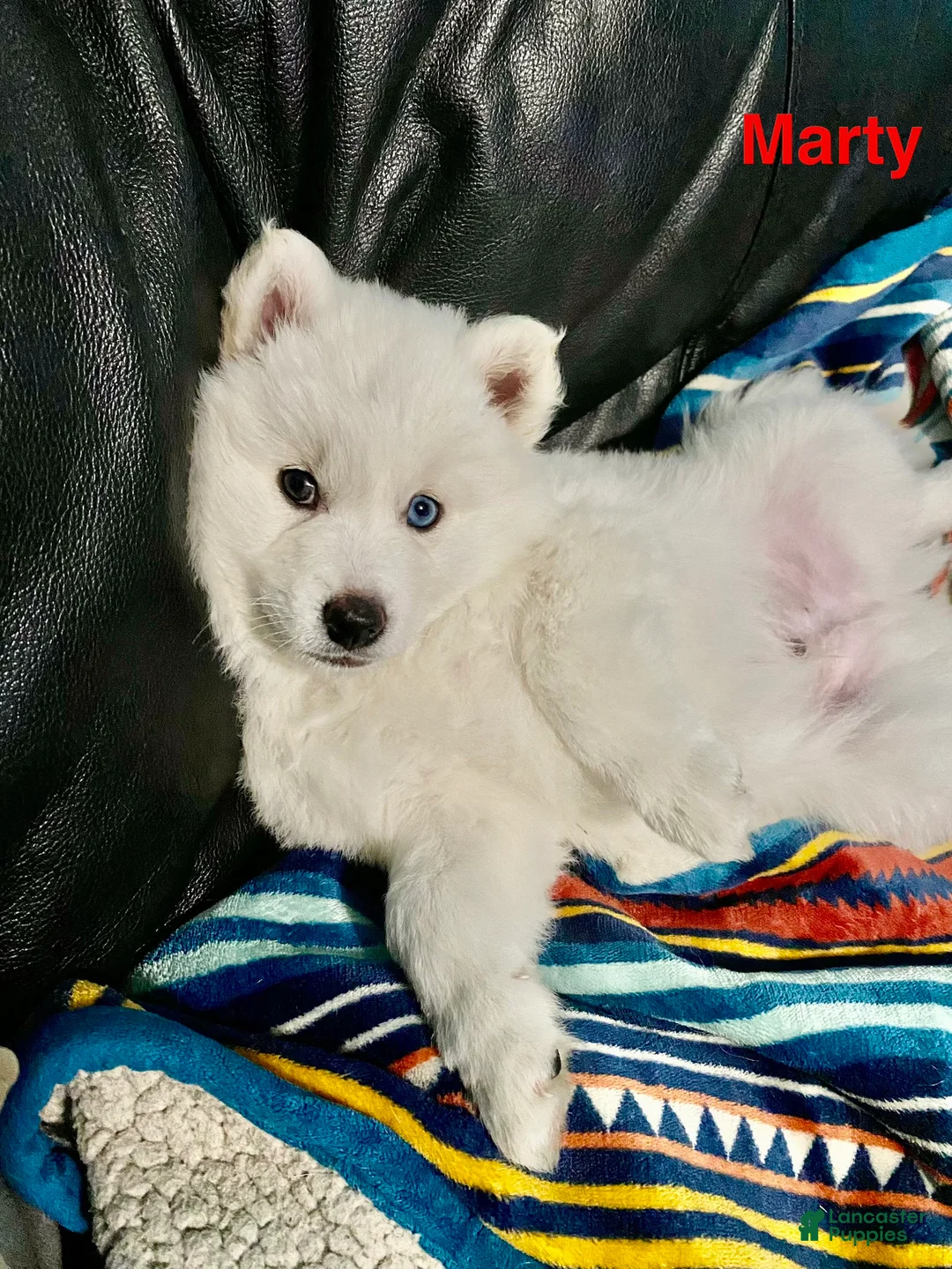 Pomsky dogs for sale: Marty - Ad 15