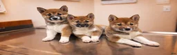 Shiba Inu dogs for sale: Shiba Inu Puppy 2 Sugar  - Ad 4