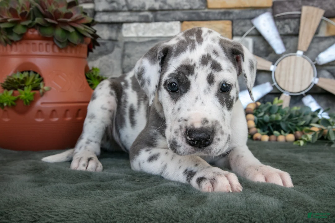 Great Dane dogs for sale: Twister - Ad 2