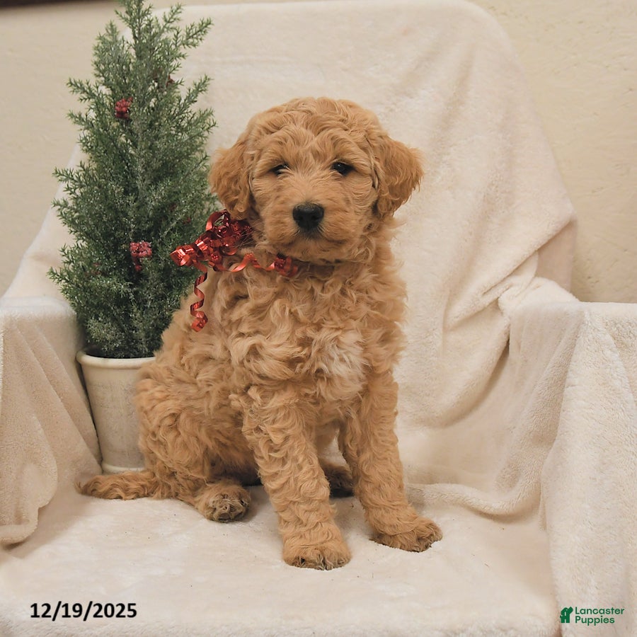 Goldendoodle dogs Bamboo   - Ad 8