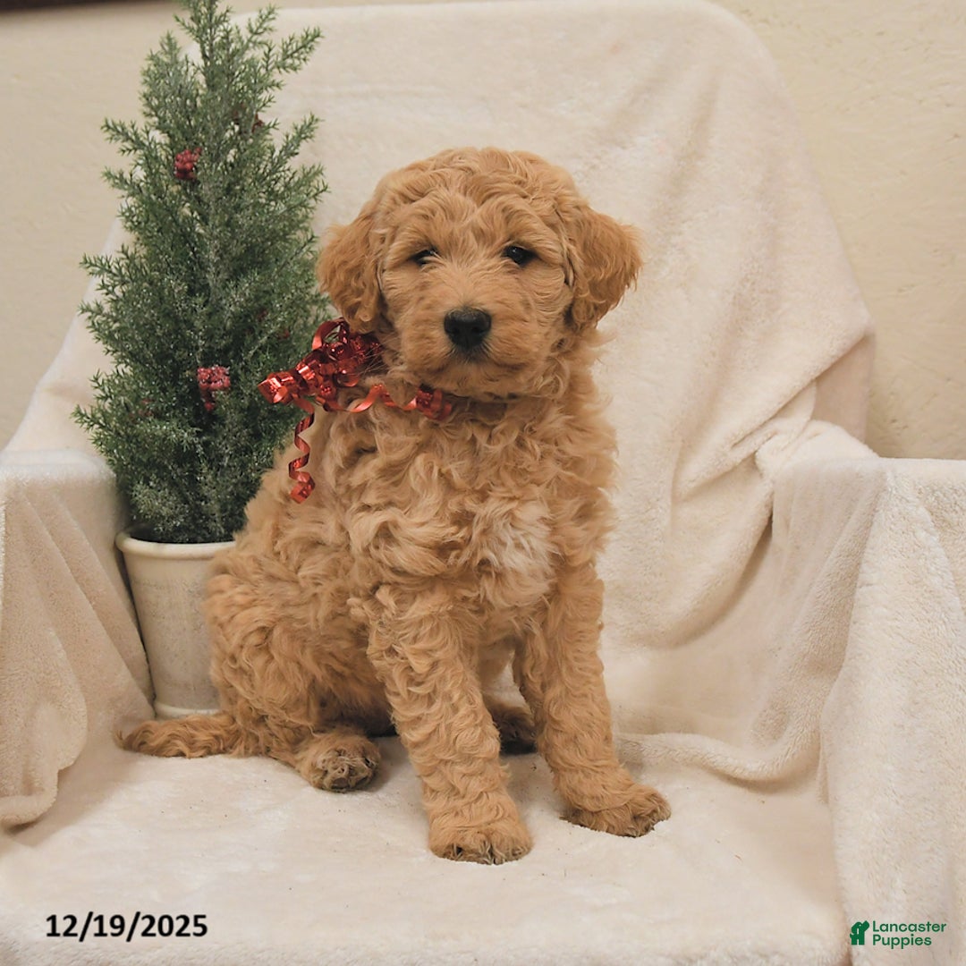 Goldendoodle dogs for sale: Bamboo   - Ad 1