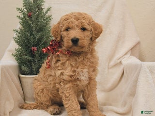 Goldendoodle dogs Bamboo - Ad 24