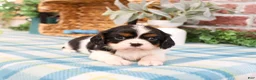 Cavalier King Charles Spaniel dogs for sale: Kaiden  - Ad 4