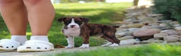 Boxer dogs for sale: Leo - Ad 11