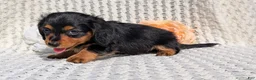 Miniature Dachshund dogs for sale: Roxy - Ad 10