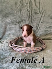 Border Collie dogs Female A - Ad 15