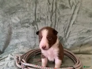 Border Collie dogs Female A - Ad 10
