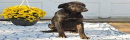 Mixed Breed dogs for sale: Kara - Ad 4