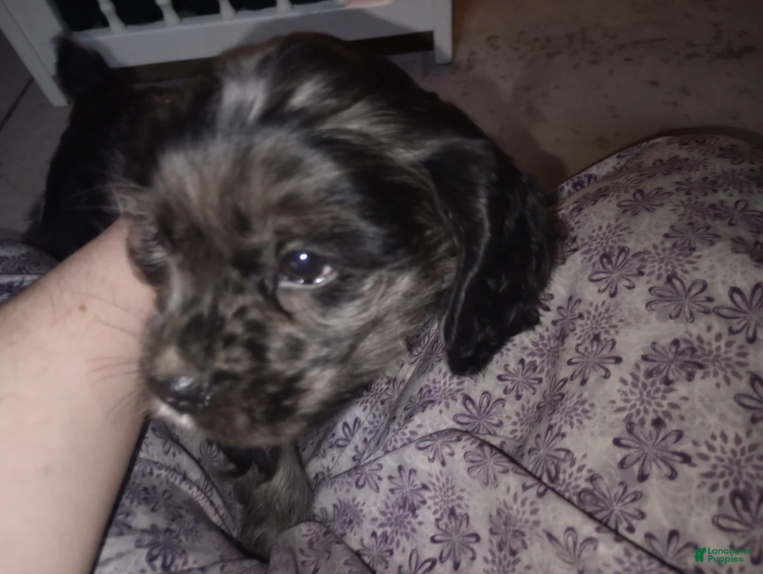 Cocker Spaniel dogs for sale: Tucker - Ad 4