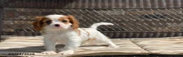 Cavalier King Charles Spaniel dogs for sale: Max - Ad 5