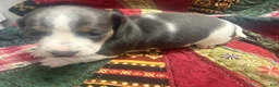 Miniature Dachshund dogs for sale: Miniature Dachshund 1 - Ad 5