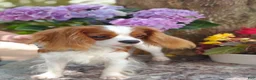 Cavalier King Charles Spaniel dogs for sale: Remi - Ad 8