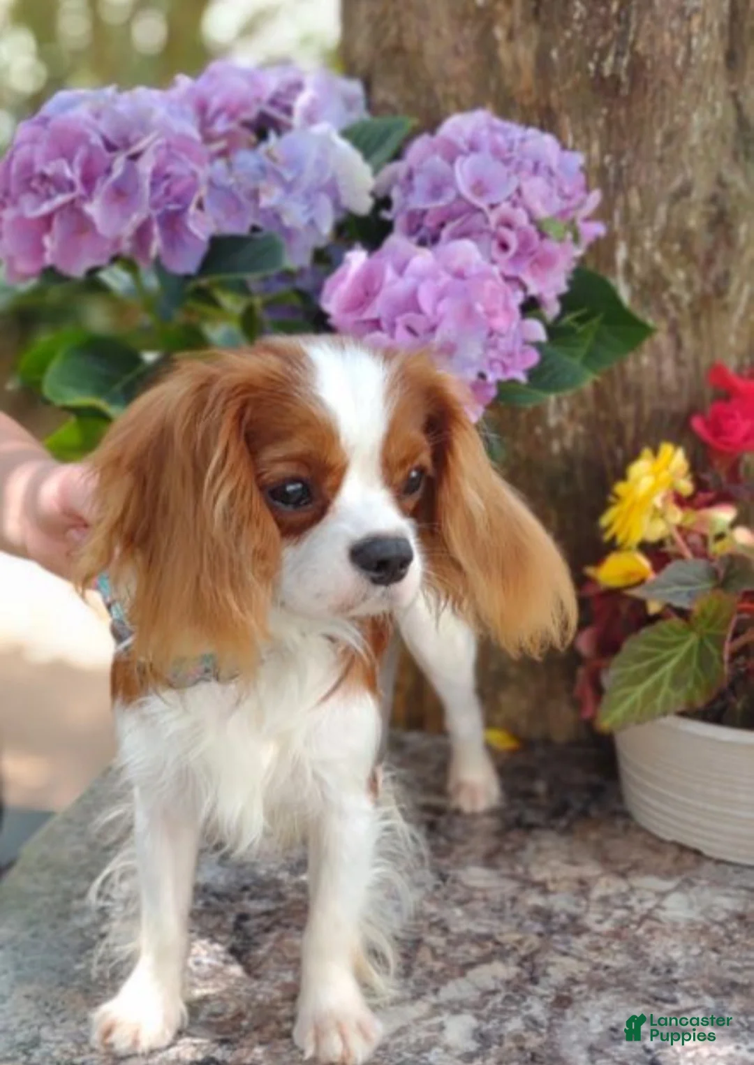 Cavalier King Charles Spaniel dogs for sale: Remi - Ad 8