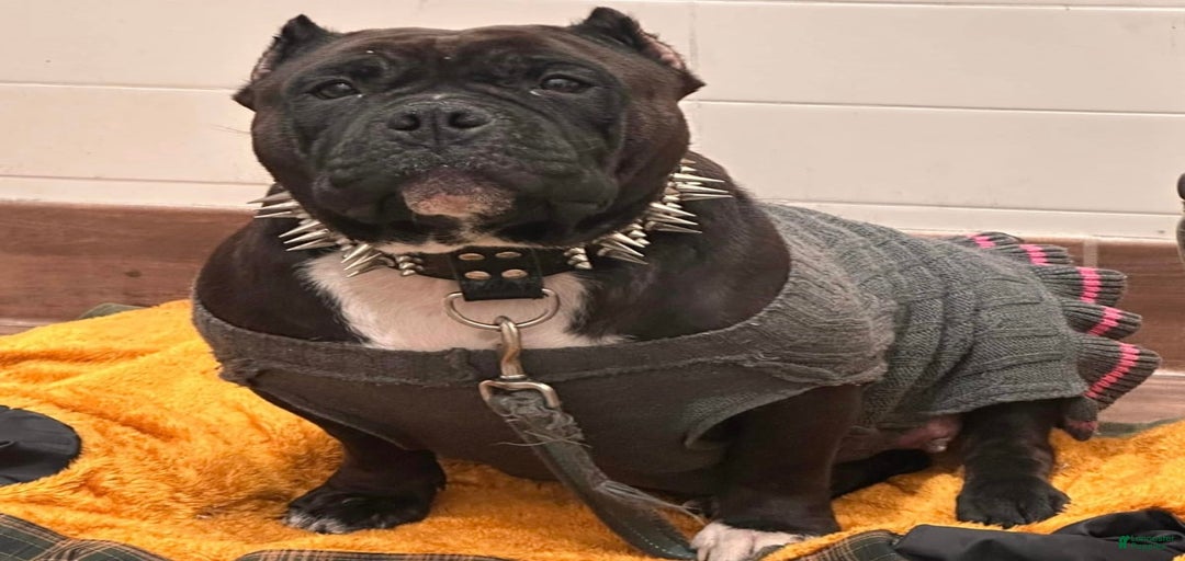 Gallery Image {{count}}