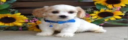 Cavachon dogs for sale: Tyson - Ad 10