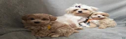 Maltipoo dogs for sale: Maltipoo Puppy 3 - Ad 6