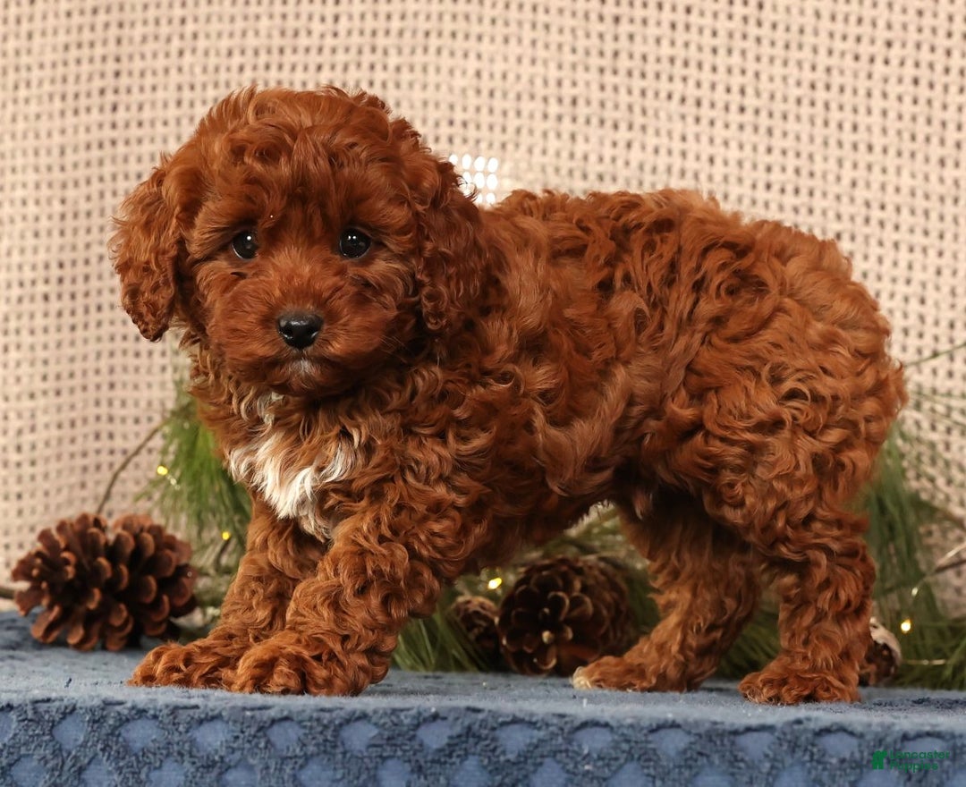 Cavapoo dogs for sale: Nick - Ad 8