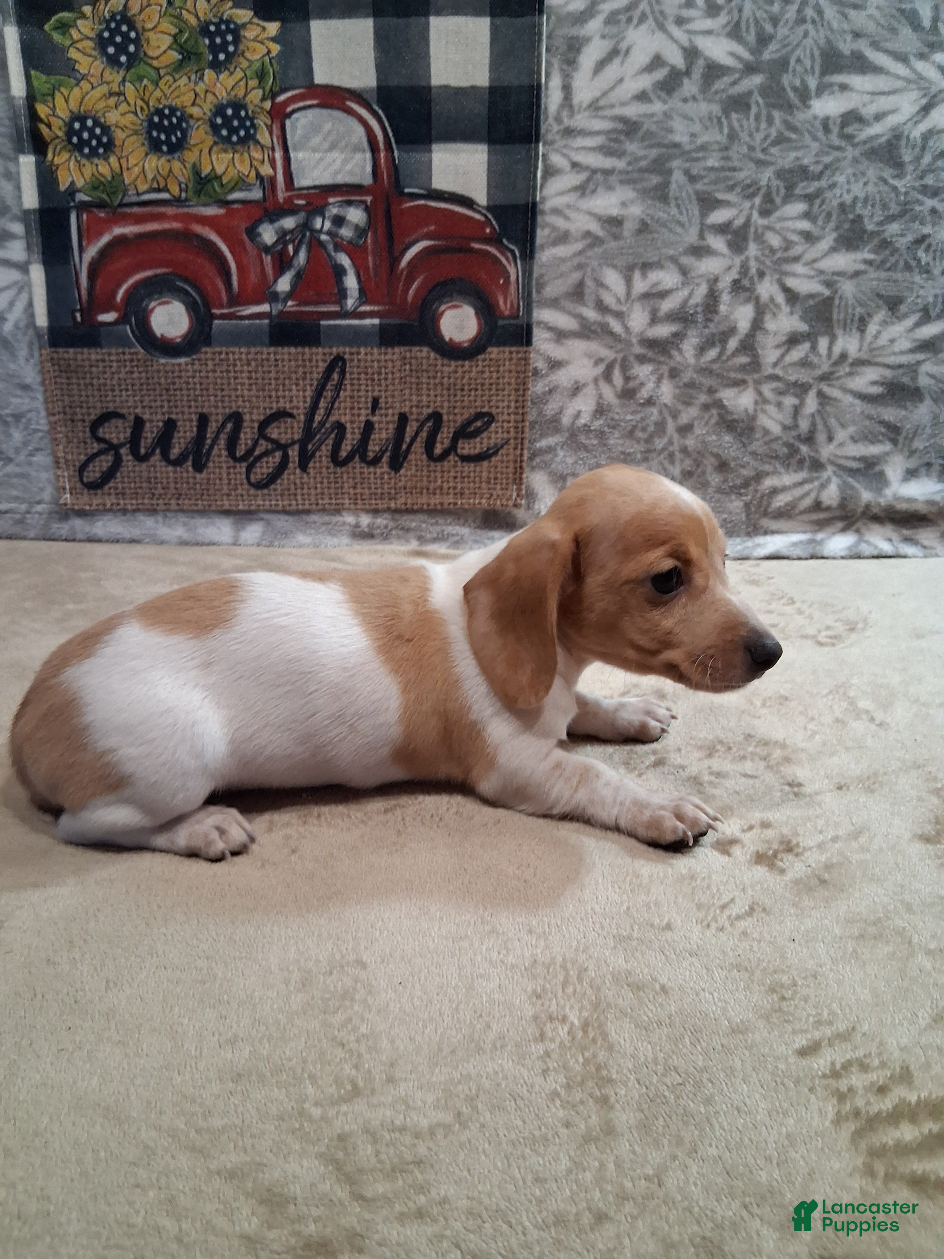 Miniature Dachshund dogs Hammy - Ad 1