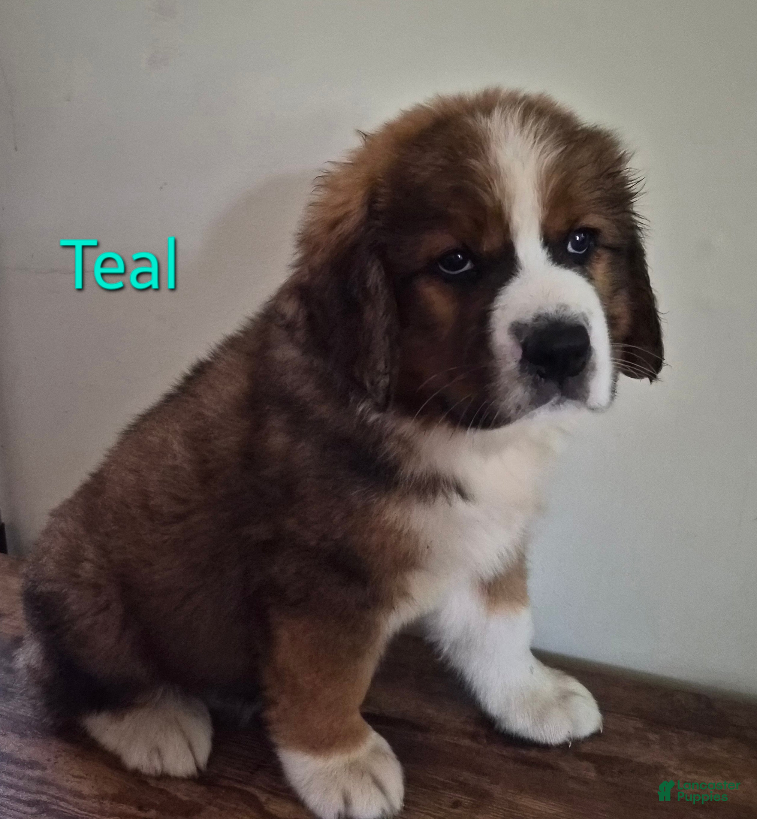 Mixed Breed dogs Mr Teal 🩵/ Mr Green 💚 - Ad 2