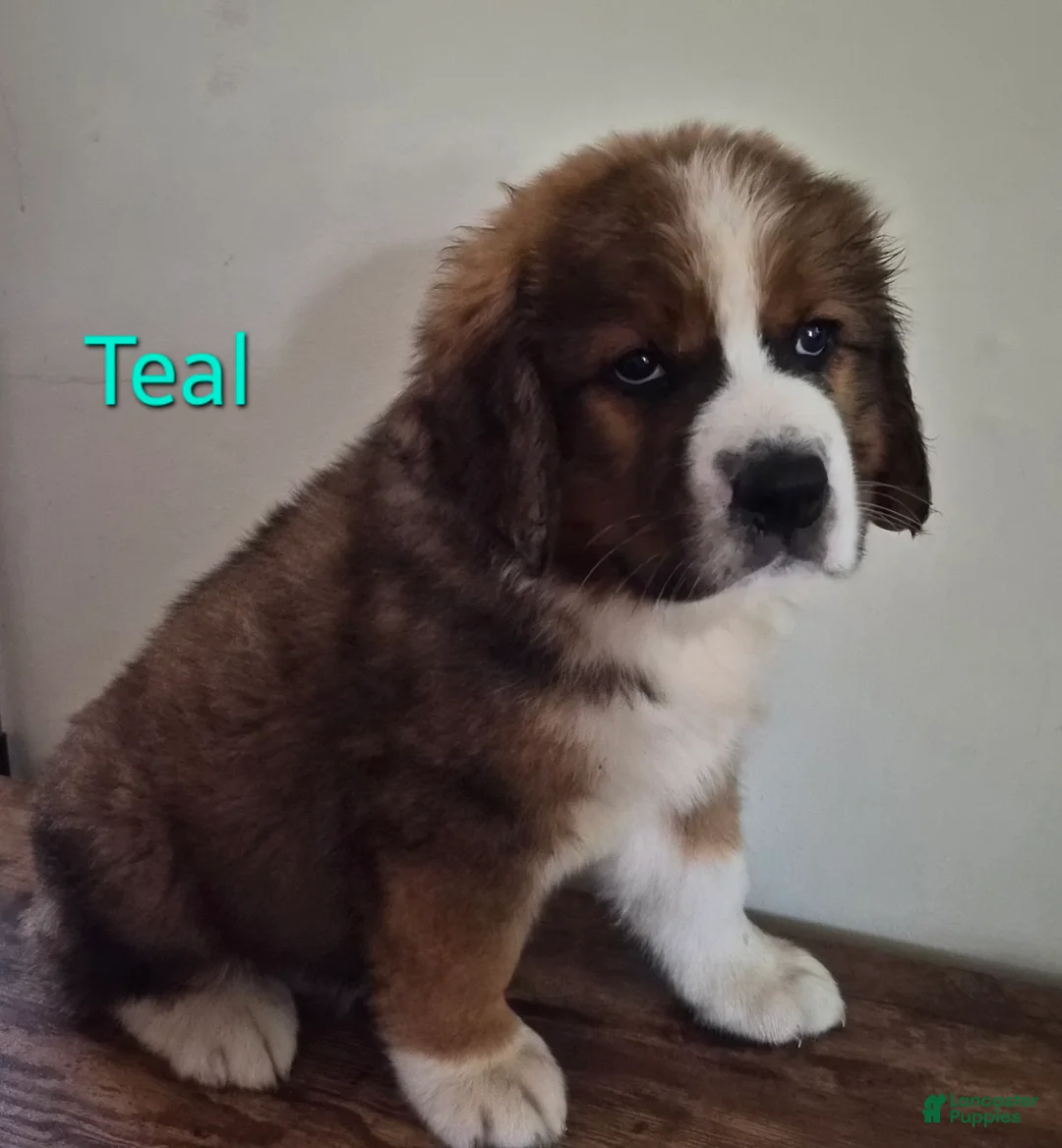 Mixed Breed dogs for sale: Mr Teal 🩵/ Mr Green 💚 - Ad 2