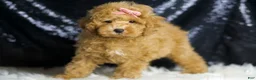Toy Poodle dogs for sale: Joy - Ad 5