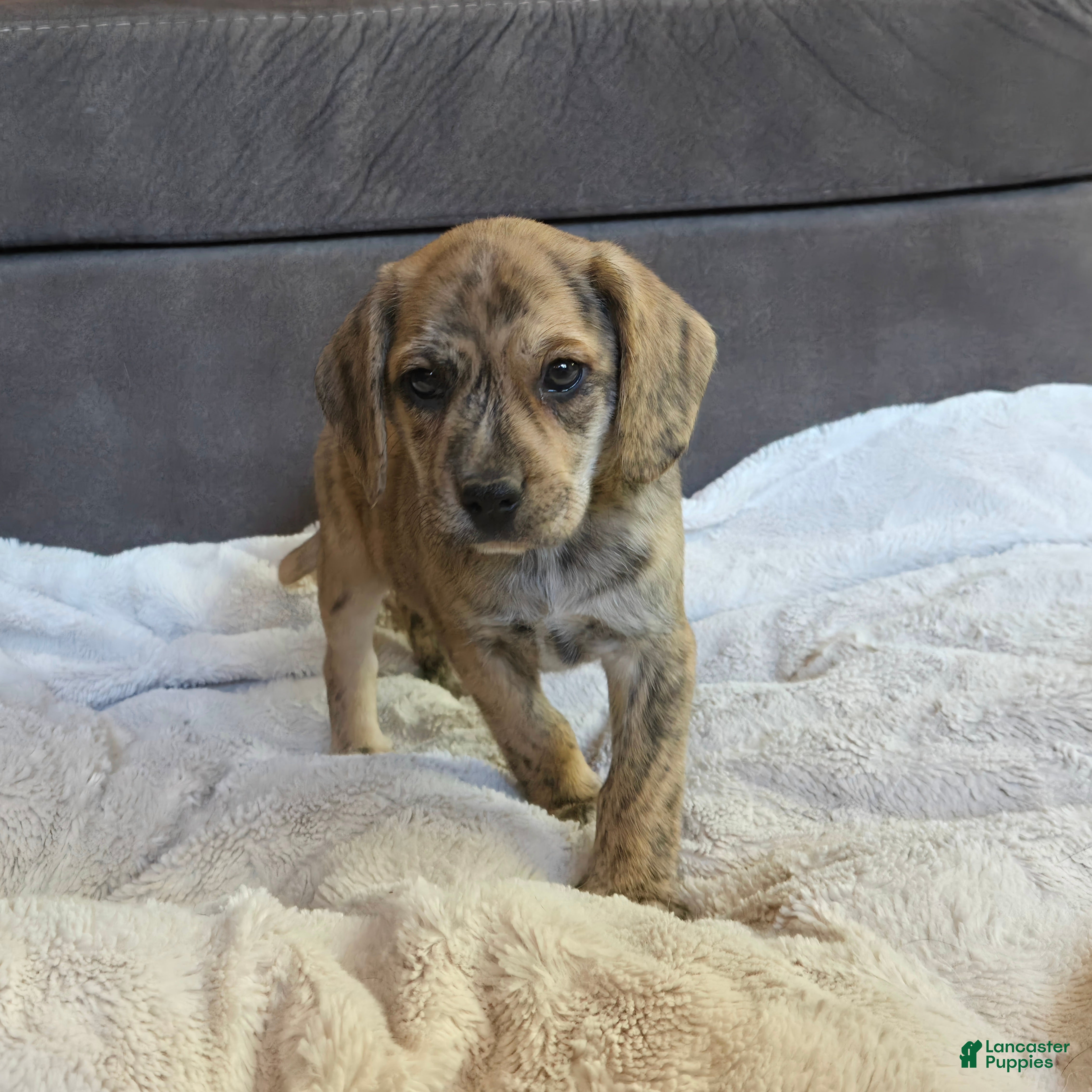 Puggle dogs for sale: Theo - Ad 23